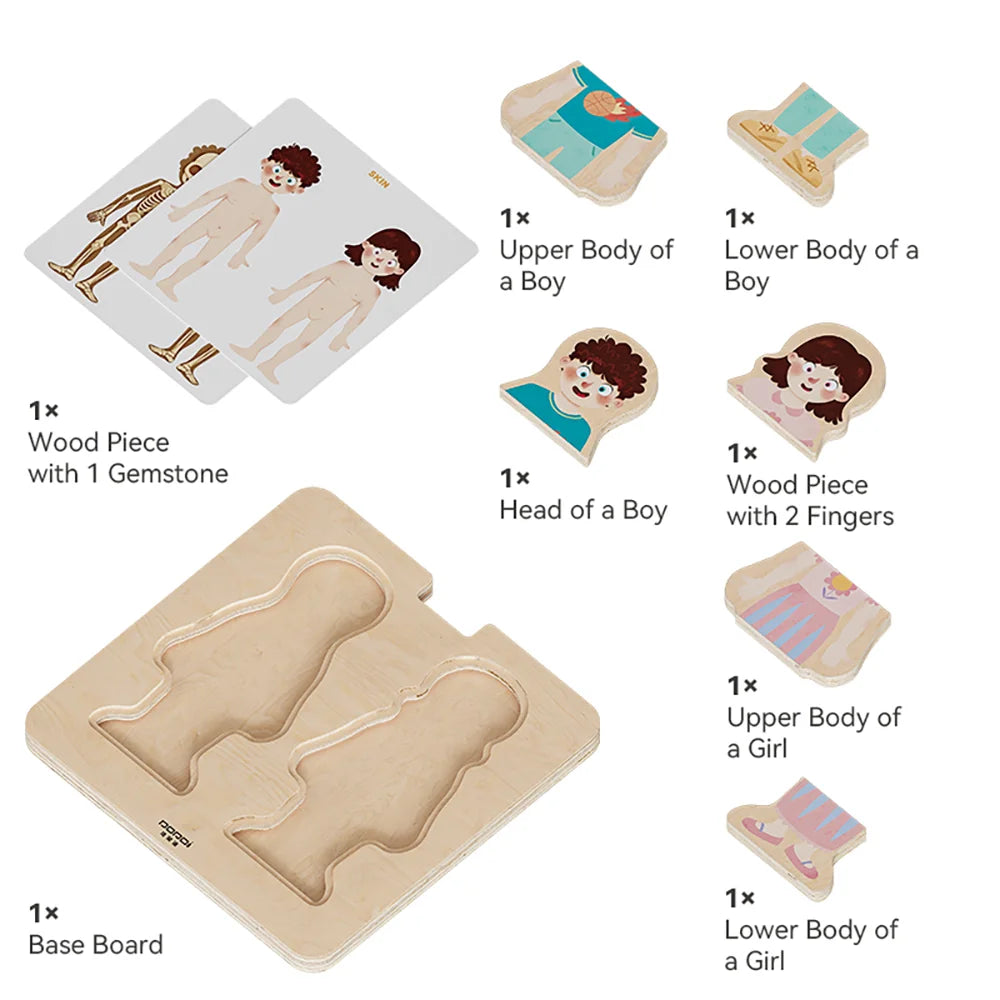 Layered Body Structure puzzle by Eduplay – builds problem solving and language skills