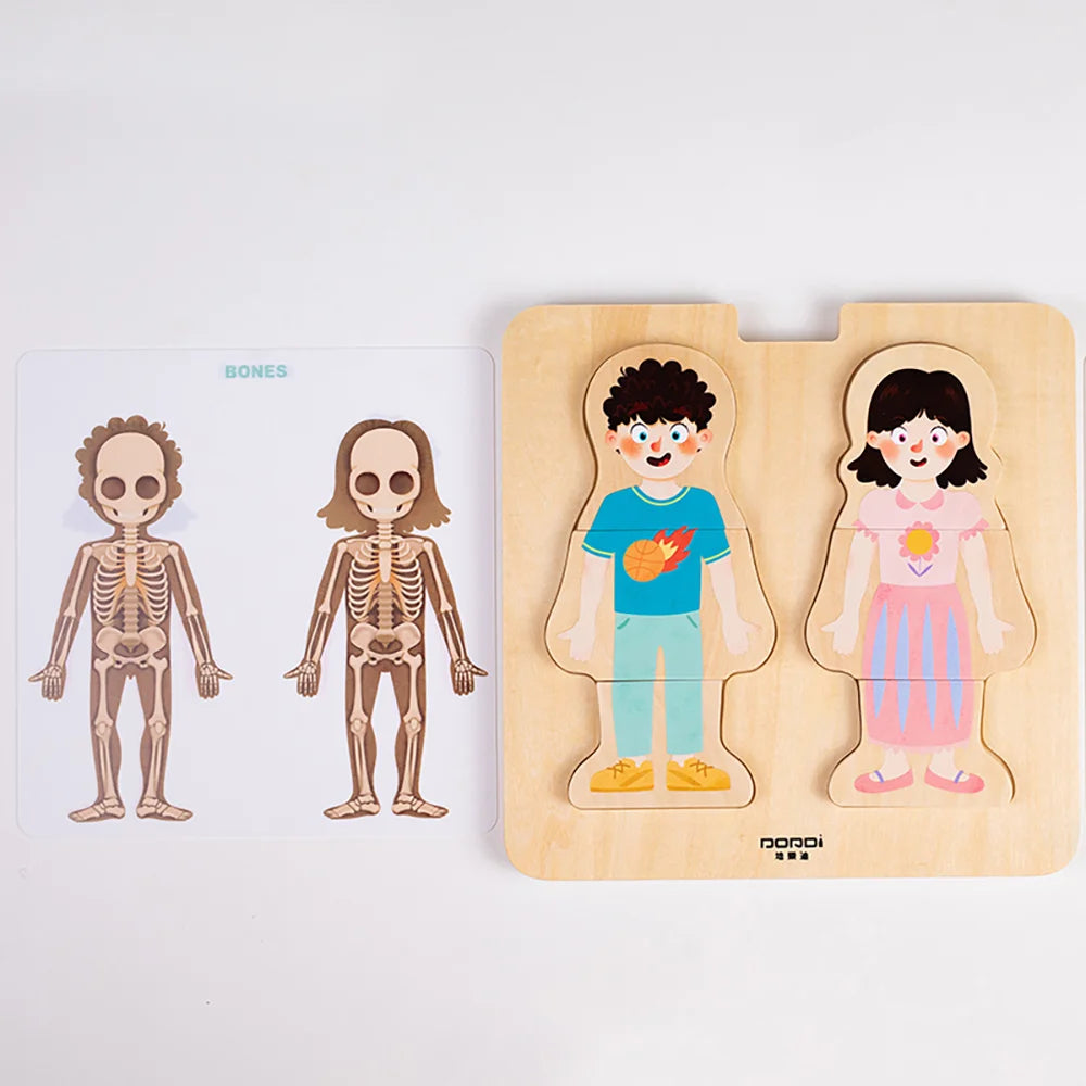 Layered Body Structure puzzle by Eduplay – builds problem solving and language skills