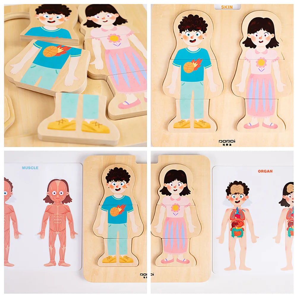 Layered Body Structure puzzle by Eduplay – builds problem solving and language skills